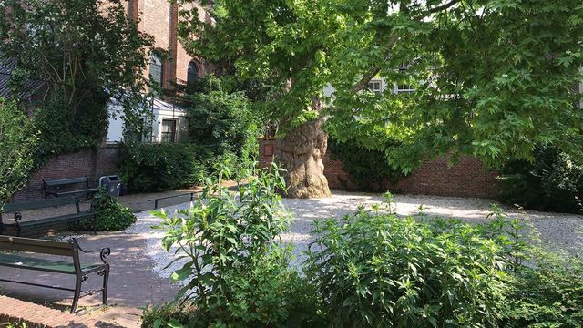 In De Ruimte Utrecht – binnentuin met oude boom